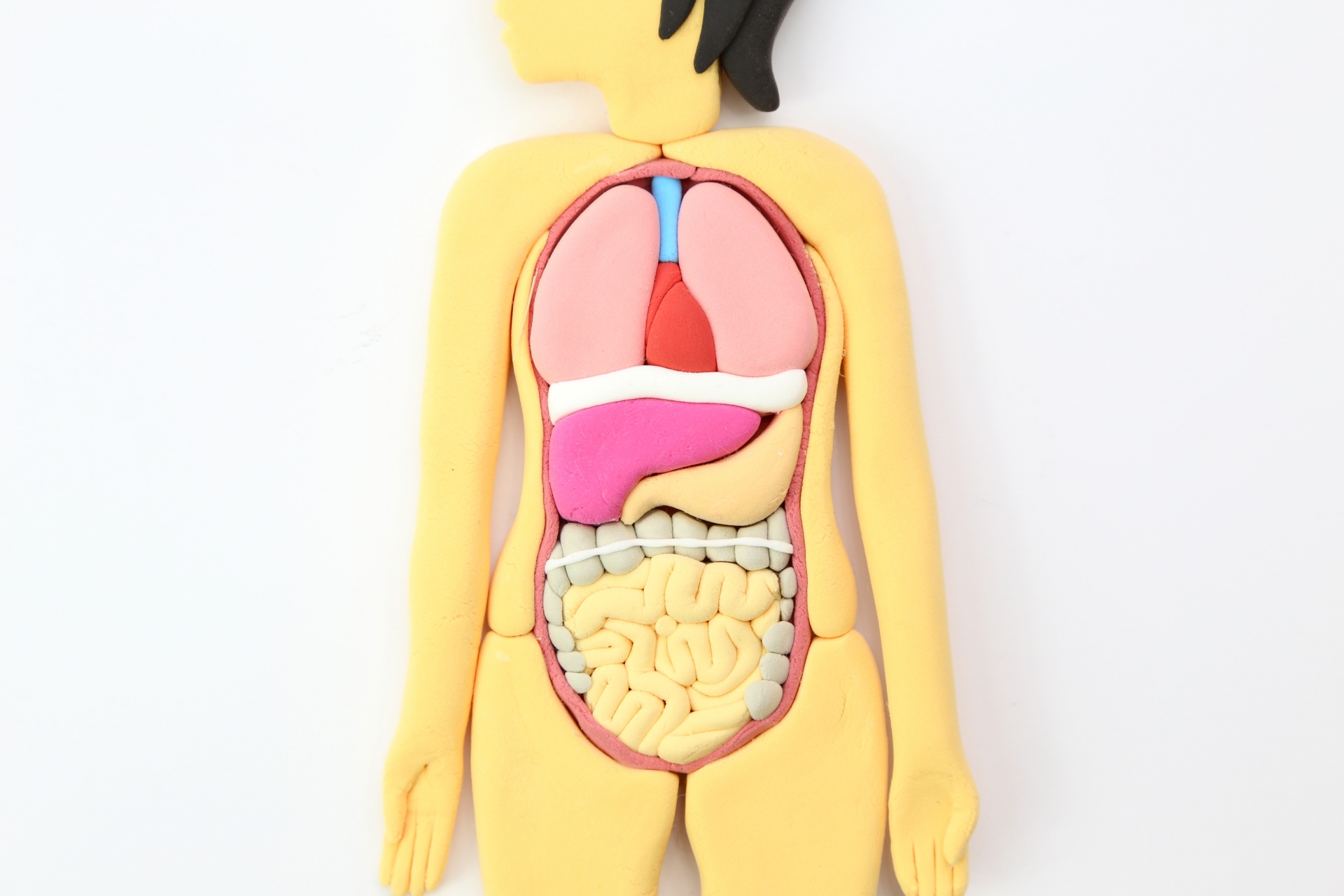 大腸の模型