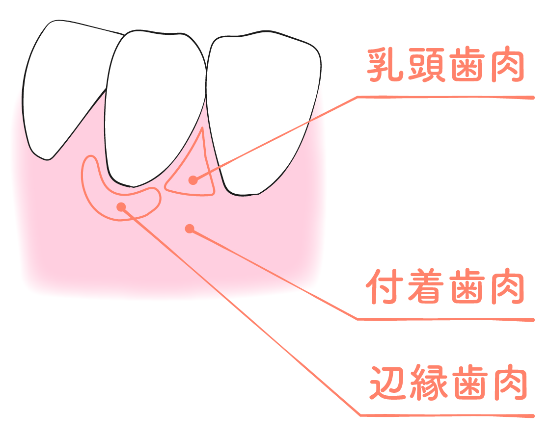 歯茎の構造