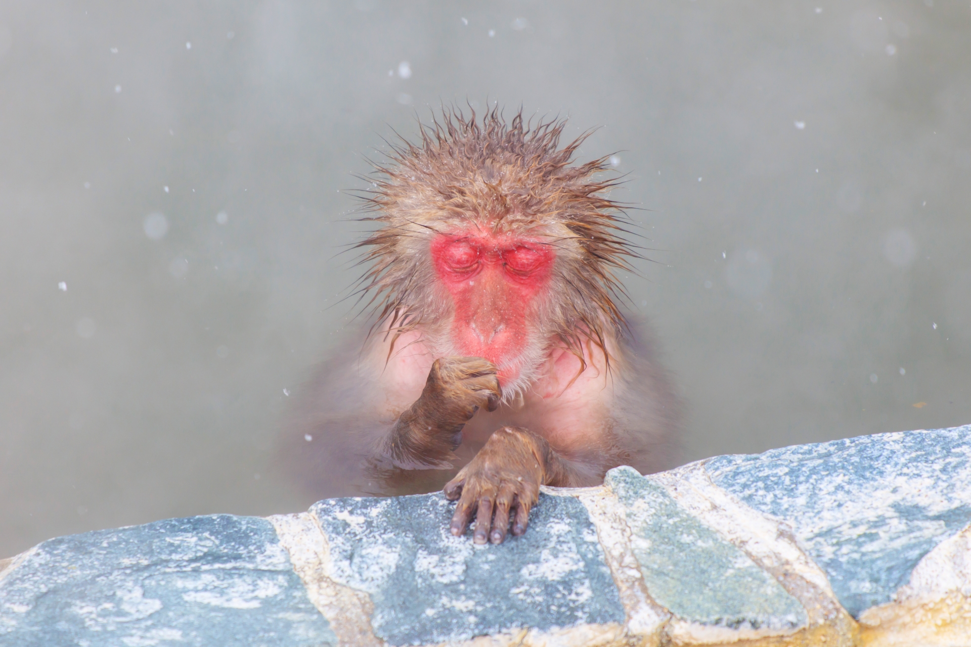 熱い風呂に浸かる猿