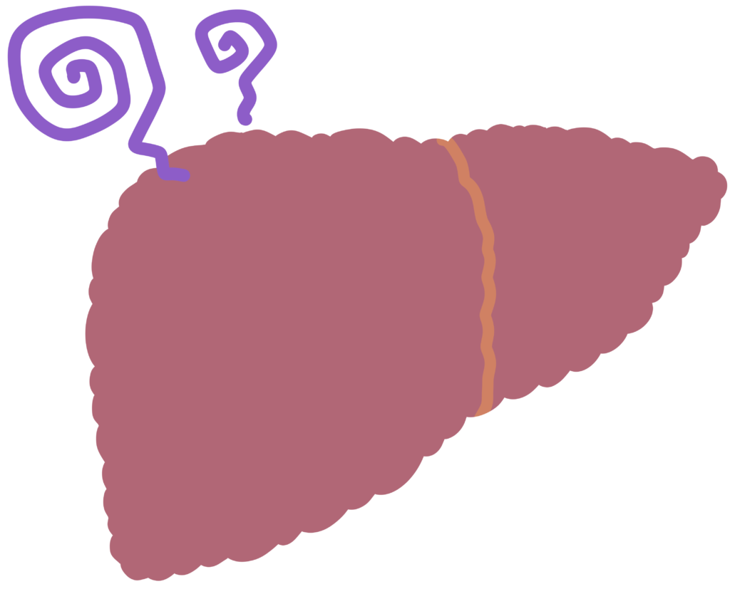 肝硬変の肝臓