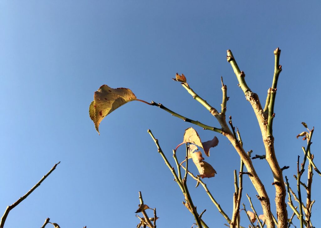 寒くて乾いた空気　葉の落ちた木